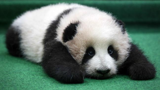 baby-panda-makes-world-debut-at-malaysian-zoo--and-promptly-dozes-off-136401733162403901-151119165145